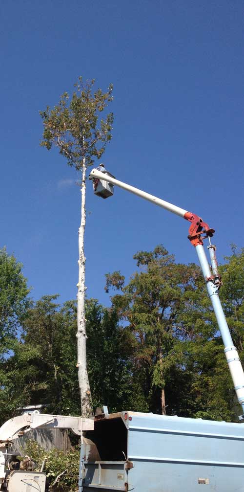 tree-trimming-homepage