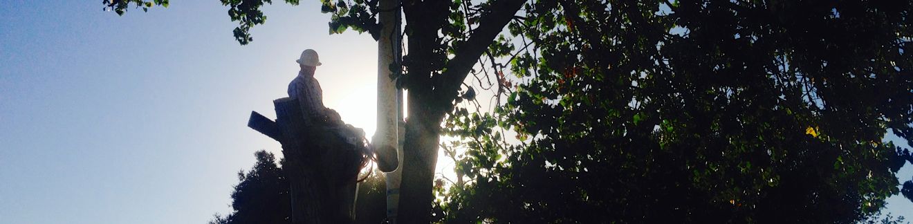 arbor-arborist-tree-trimming-slider-6